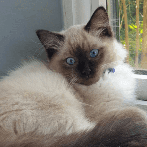 A white and brown cat sitting at a window inside against a blue wall.