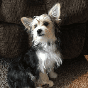 En lille hvid og sort hund sidder på et tæppe foran en brun stol.