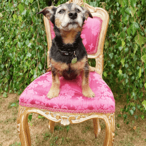 A small brown and black dog sitting outdoors on a fancy gold chair with pink upolstery.