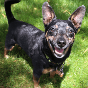 Small but mighty black and brown dog standing in the grass.