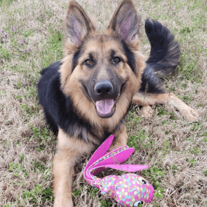 german shepard with pink wubba toy