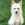 Ein weißer Hund, der aufmerksam im Gras sitzt.