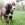 En lille brun og hvid hund, der går i græs med hovedet på skrå.
