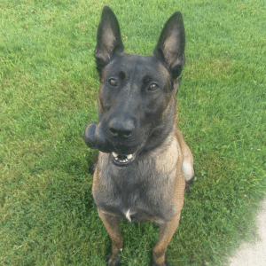 A brown and black german shepard sitting in grass with a KONG Extreme in its mouth.