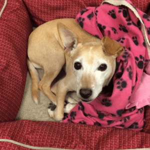 Small brown dog in a red pattern bed.