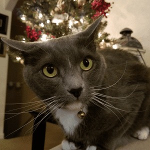 A black and white cat sittingn on a chair in front of a lit tree looking into the camera.