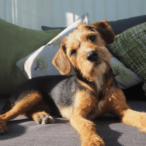 A brown and black dog laying on a couch with tilted head.
