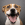 Headshot of a brown and white dog with its mouth open.