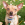 Ein kleiner brauner Hund sitzt im Gras mit Herbstlaub.
