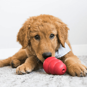 golden dog with red KONG