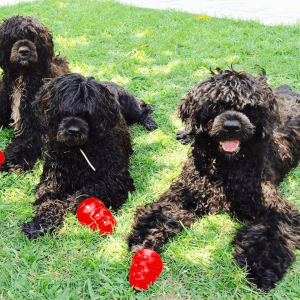 Three black dogs sittingin in the grass, each with a KONG Classic.