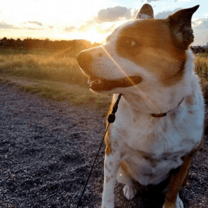 A white and brown dog on a leash sitting on a trail at sunset.