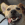 Egy barna-fehér kutya feküdt le a nyelvével a szája oldalára.