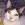 Um gato branco e castanho com olhos amarelos a olhar para a câmara.