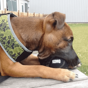 A brown dog sitting in a yard with a black KONG ball in its mouth.