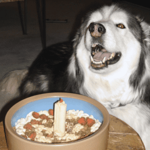 Happy husky with a treat bowl indoors.
