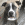 Brauner, schwarzer und weißer Hund, der auf einer Holzterrasse sitzt und in die Kamera schaut.