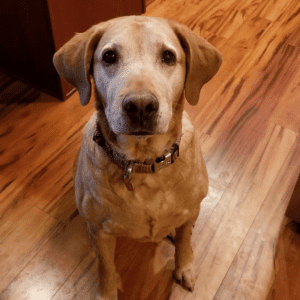 Brown dog looking into the camera sitting on a wood floor.