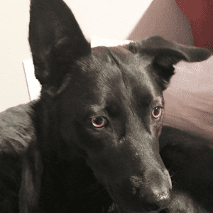 Sort hund med et øre op og et øre ned