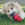 Um cão branco com manchas negras a lamber guloseimas de um brinquedo KONG Classic vermelho.