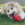 Een witte hond met zwarte vlekken likt lekkers uit een rood KONG Classic speeltje.