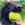 Cão preto com a bola de ténis KONG na boca no pátio.