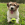 Cão castanho e branco com uma bola de ténis KONG.