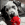 Een dalmatie die een rode KONG bal vasthoudt terwijl ze binnen ligt.