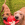 Two brown dogs pulling a red KONG toy from a hand in the foreground.