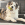 Um cão branco com manchas castanhas e pretas segurando uma bola de futebol KONG na sua boca.