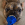 Um bulldog francês castanho segurando um brinquedo KONG Wubba azul.
