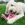 Um cão branco deitado na relva segurando um brinquedo KONG Wubba rosa.