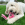 Un perro blanco tumbado en la hierba sosteniendo un juguete rosa KONG Wubba.