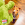 Een volwassen en witte hond die opkijkt naar een groen KONG Cozie speeltje.