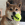 Um pequeno cão castanho e branco com uma bola KONG na boca.