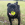 Een zwarte mopshond hond met een KONG bal in zijn mond.