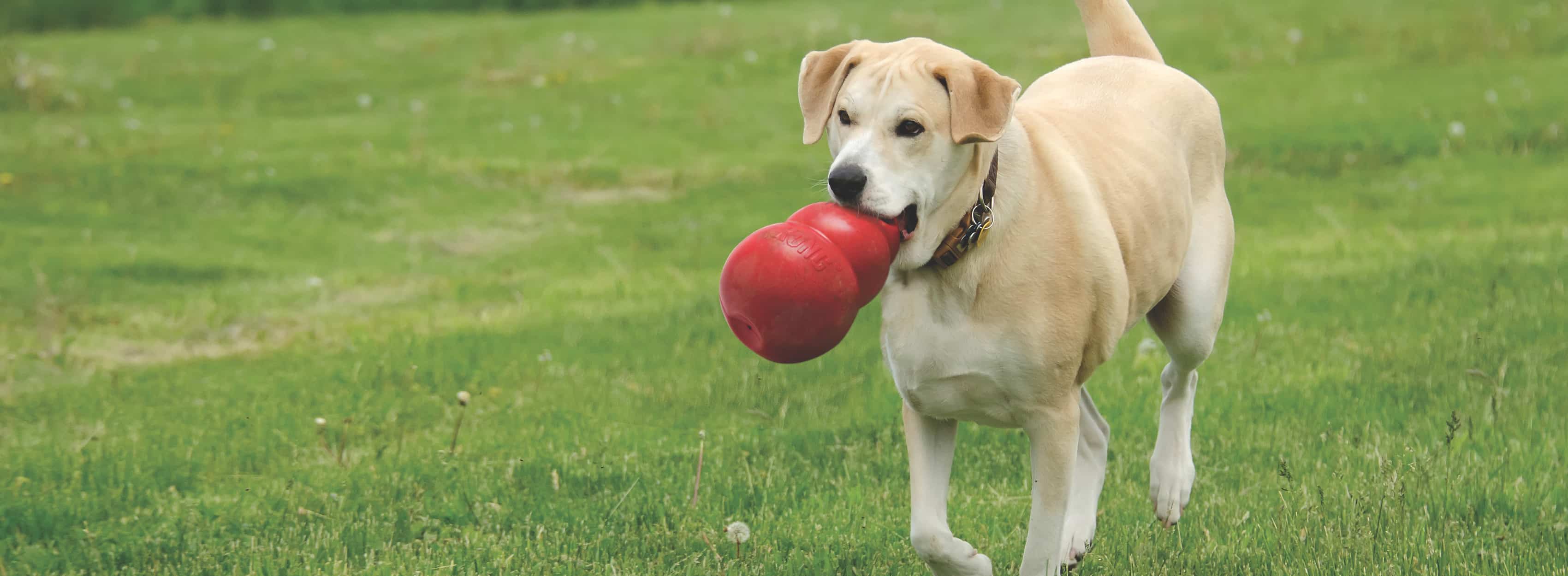 Cachorro dourado correndo com um grande brinquedo KONG pela grama.