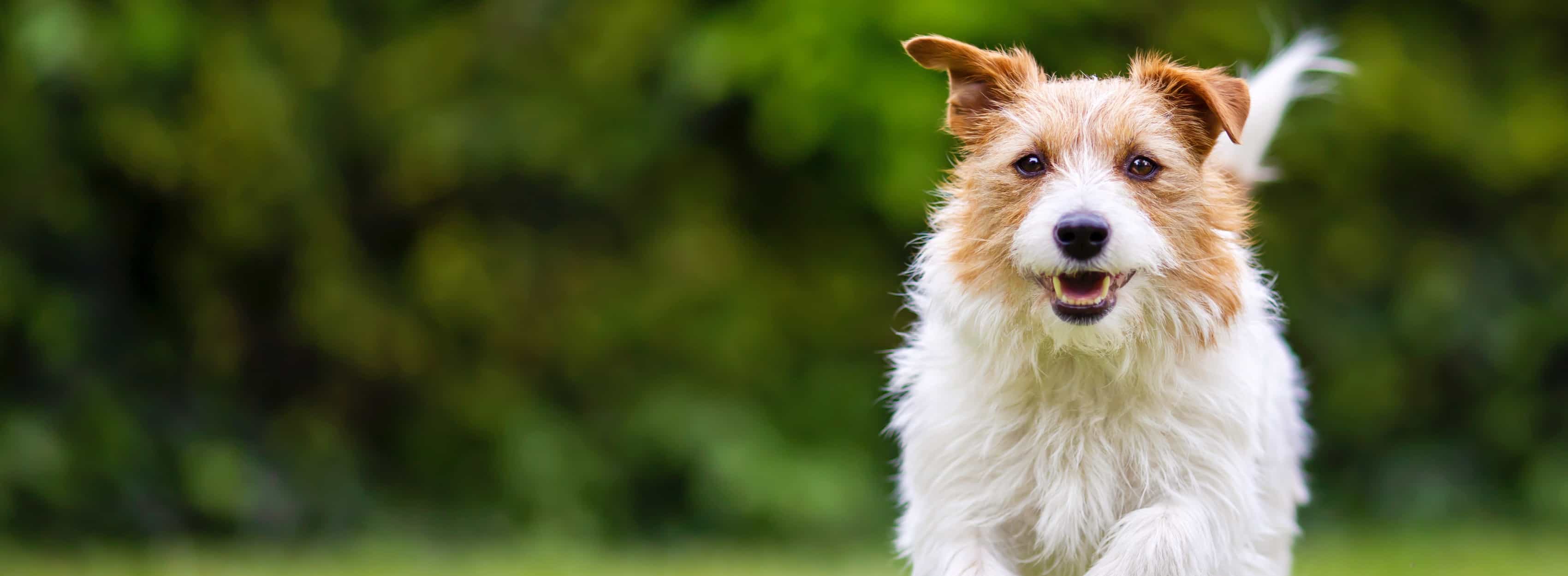 A brown and white dog running through a grass field.