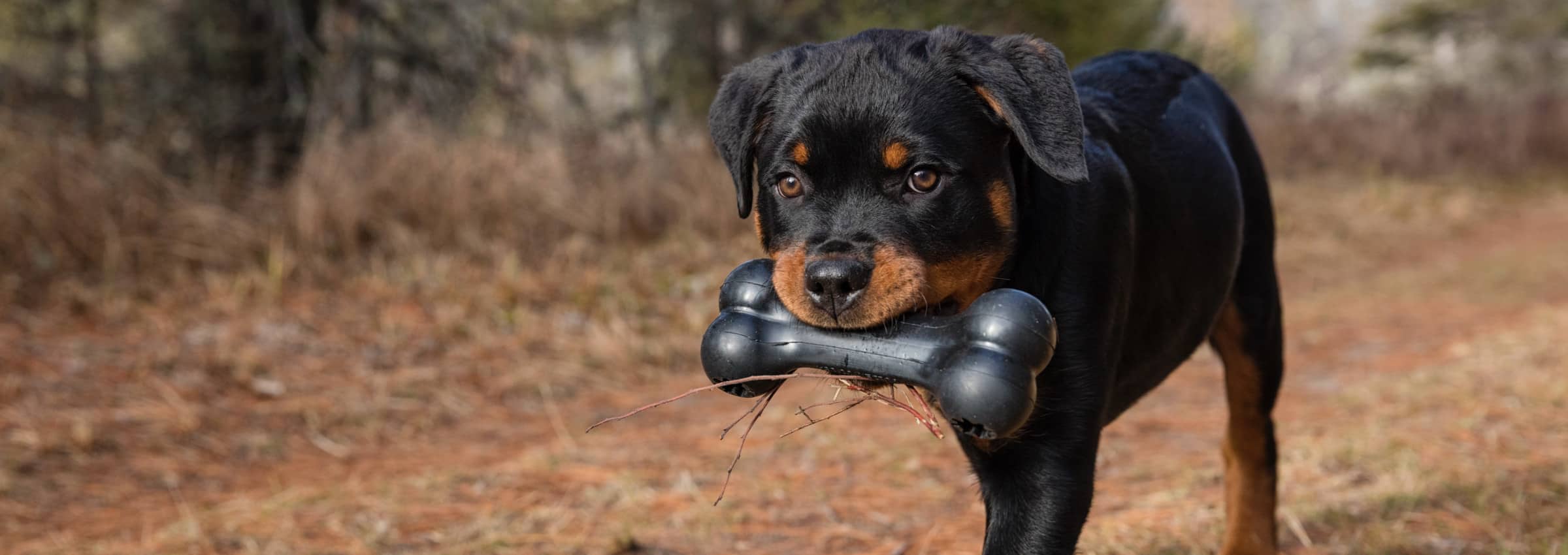 Schwarzer und brauner Hund, der einen KONG Extreme-Knochen im Maul steckt.