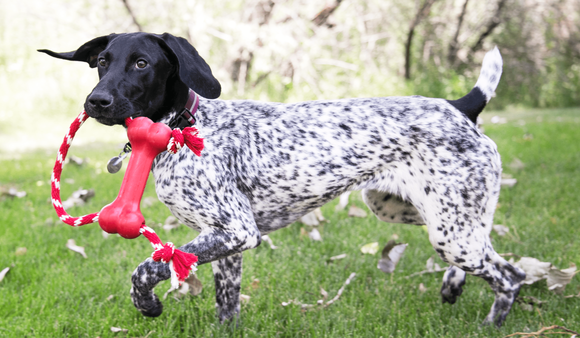 A black and white dog carrying a KONG tug toy through a field representing the Let's Play category..