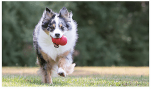 White, brown and back dog running through a field holding a KONG Classic in its mouth.