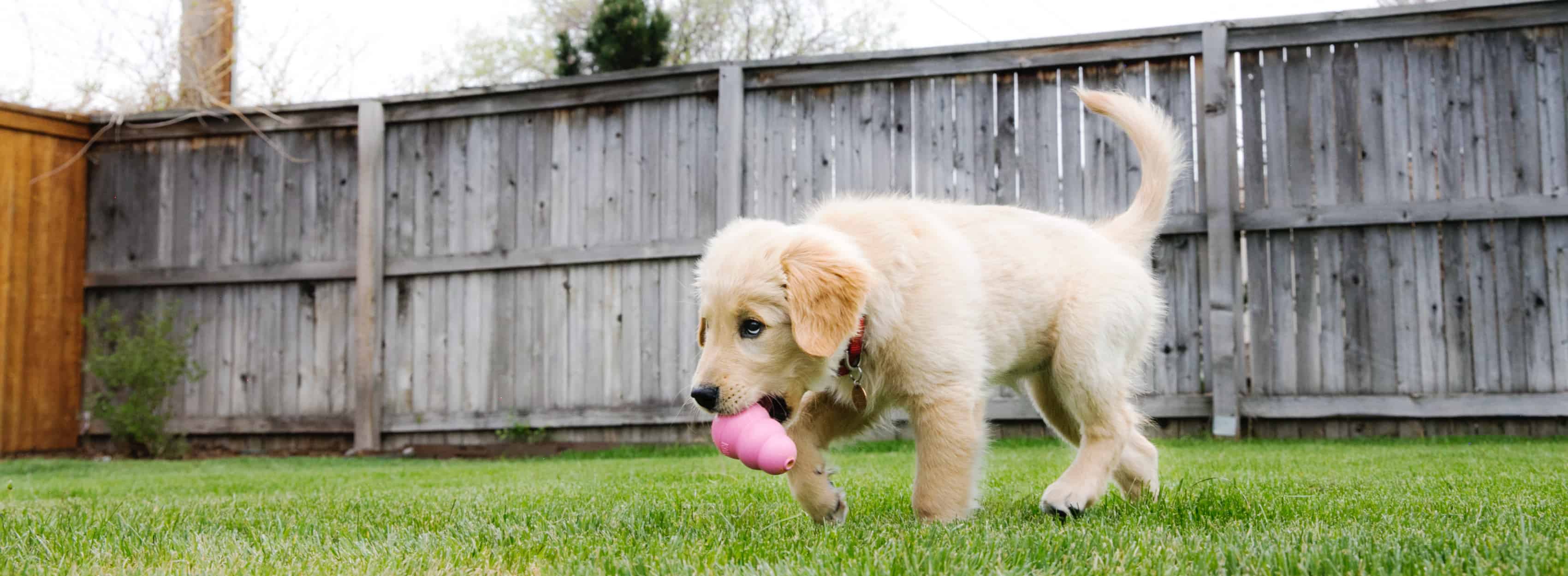 A white dog carrying a pink KONG through a yard.