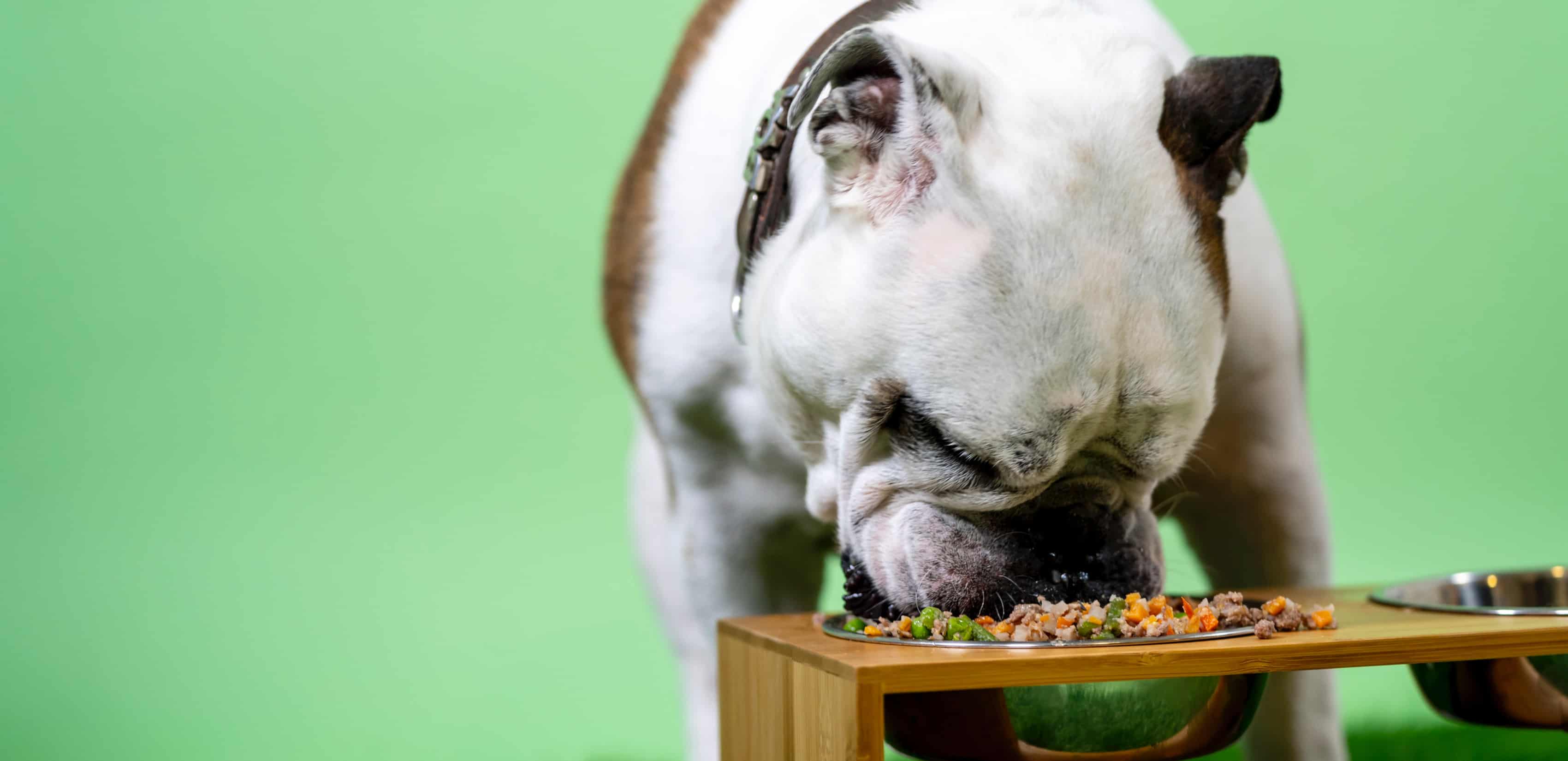 Un cane bianco e marrone che mangia una ricetta KONG da una ciotola per cani.