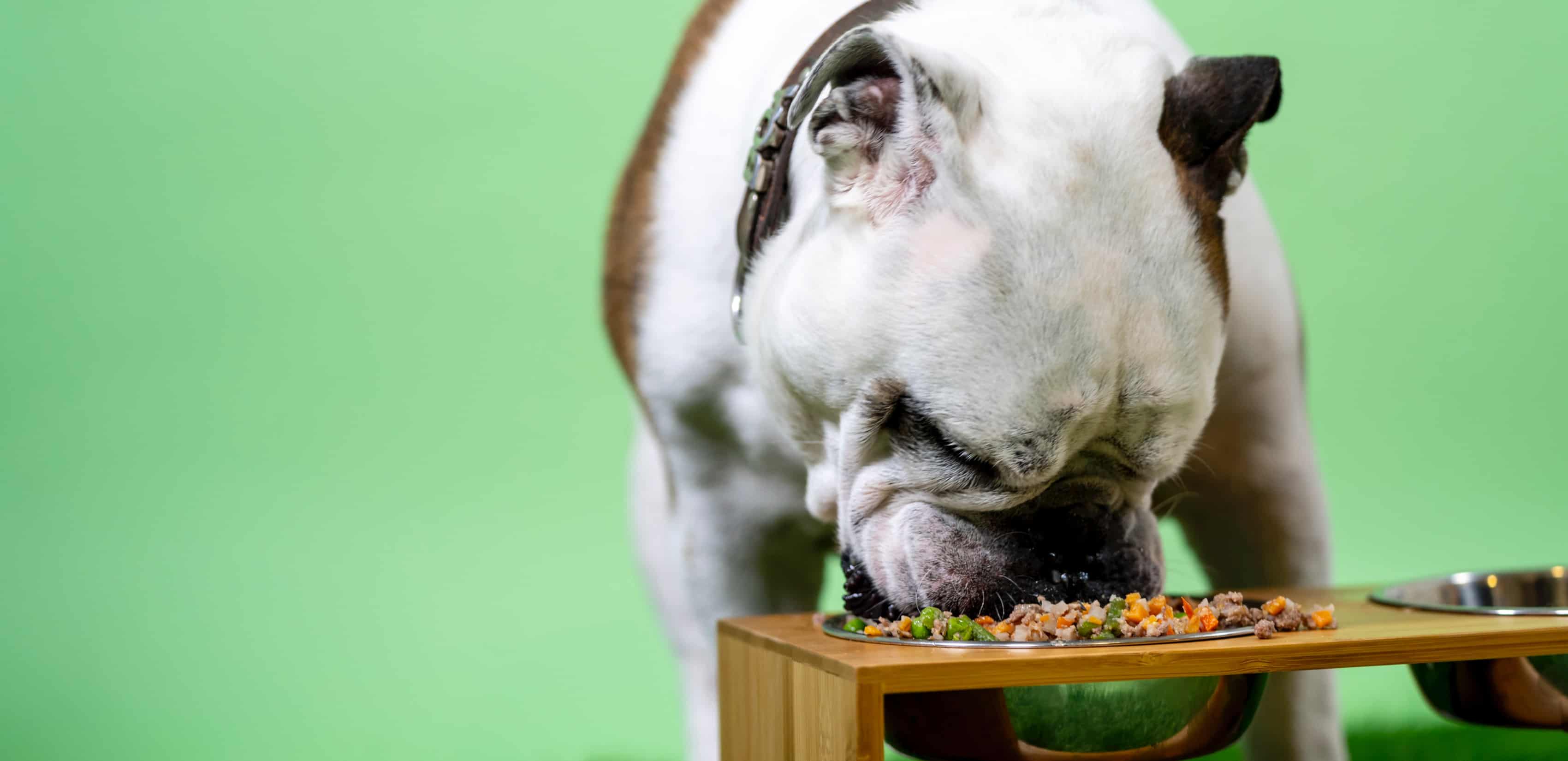 Ein weißer und brauner Hund, der ein KONG-Rezept aus einem Hundenapf frisst.