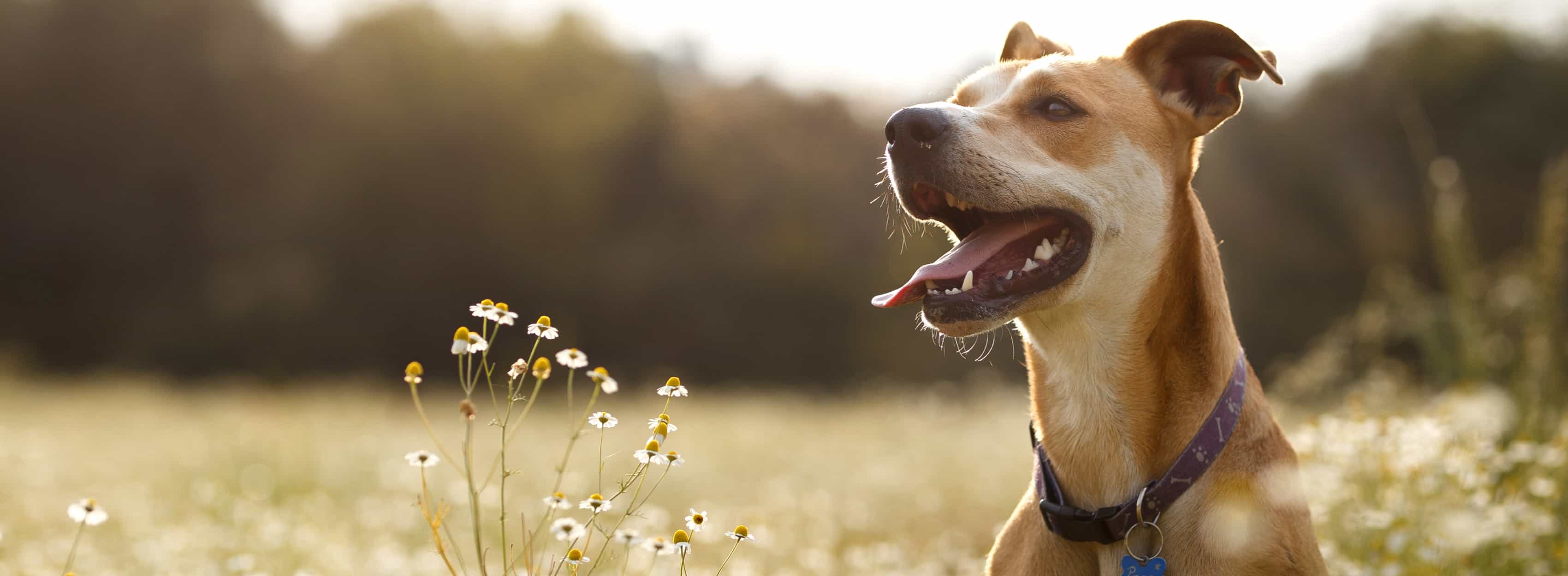 A brown and white dog sitting in a field.