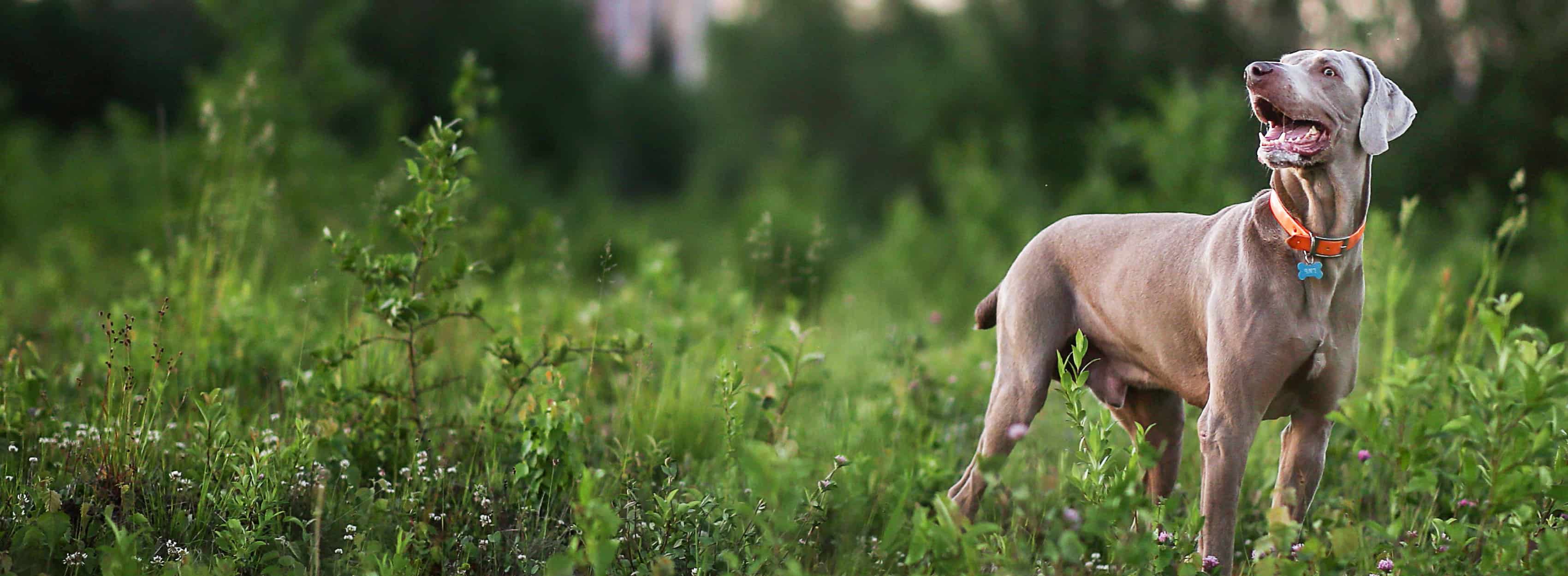 Um cão cinzento num campo a olhar para a distância.