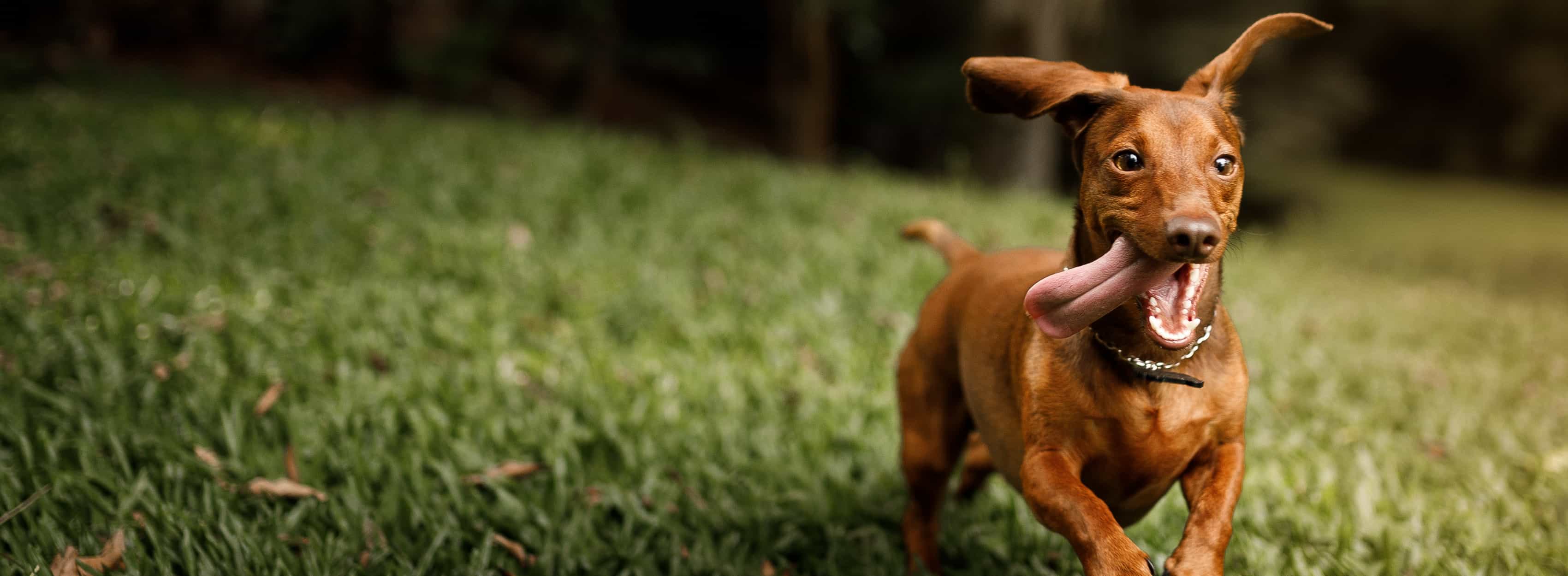 Un perro salchicha marrón corriendo con la lengua fuera.