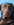 Immagine di un cane marrone su sfondo blu che rappresenta la categoria dell'ansia.