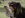 Hund med KONG bambusflyver i munden