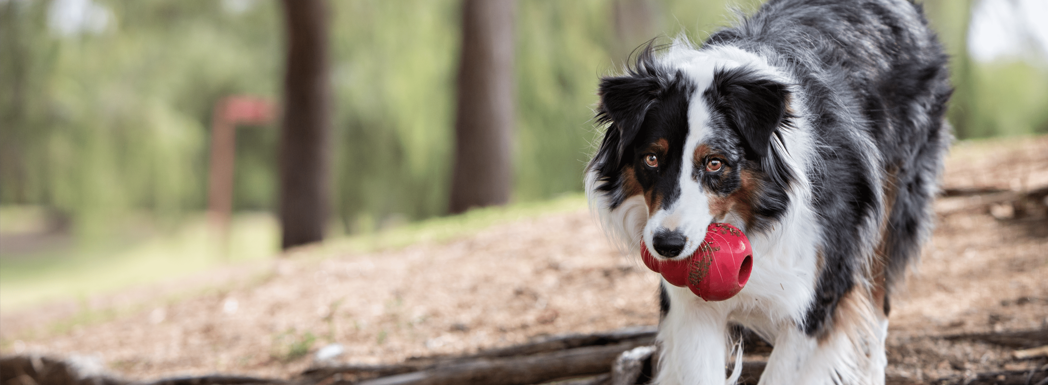 Red KONG in gray, brown, and white dog's mouth